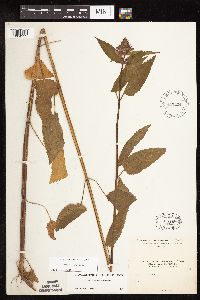 Stachys chamissonis var. cooleyae image