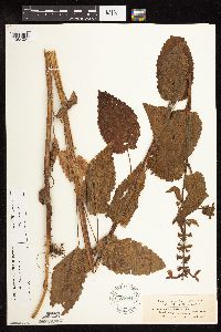 Stachys chamissonis var. cooleyae image