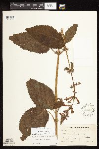 Stachys chamissonis var. cooleyae image