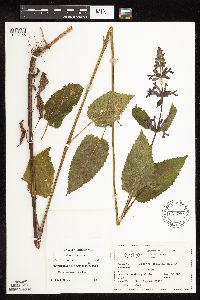 Stachys chamissonis var. cooleyae image