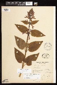 Stachys chamissonis var. cooleyae image