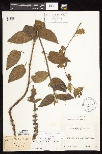 Stachys chamissonis var. cooleyae image