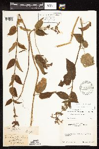 Stachys chamissonis var. cooleyae image