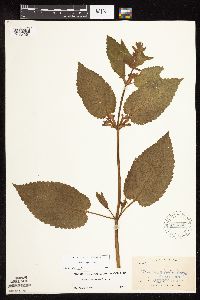 Stachys chamissonis var. cooleyae image