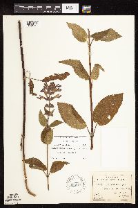 Stachys chamissonis var. cooleyae image