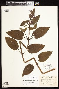 Stachys chamissonis var. cooleyae image