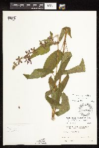 Stachys chamissonis var. cooleyae image
