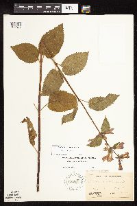 Stachys chamissonis var. cooleyae image