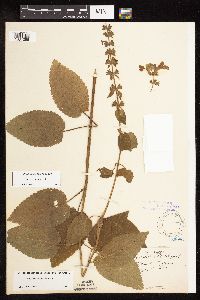 Stachys chamissonis var. cooleyae image