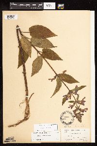 Stachys chamissonis var. cooleyae image
