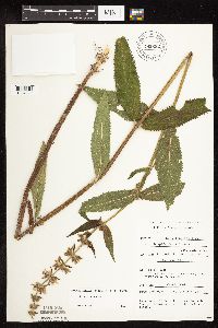 Stachys hispida image