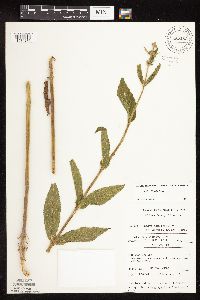 Stachys hispida image