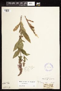 Stachys hispida image