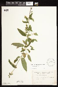 Stachys hispida image