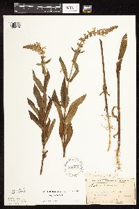 Stachys hispida image