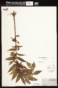 Stachys hispida image