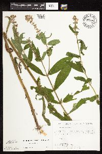 Stachys hispida image