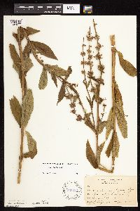 Stachys hispida image