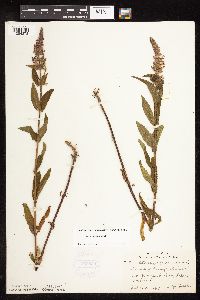 Stachys hispida image