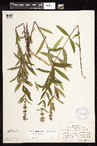 Stachys hispida image