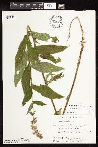 Stachys hispida image