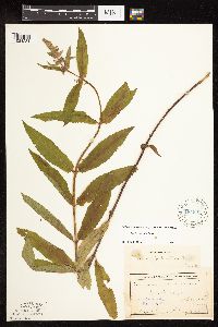 Stachys hispida image