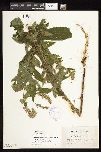 Stachys hispida image