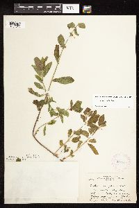 Stachys hispida image