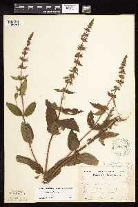 Stachys hispida image