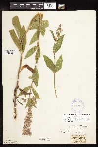 Stachys hispida image
