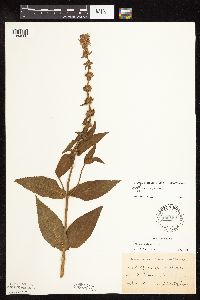 Stachys hispida image