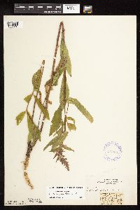 Stachys hispida image