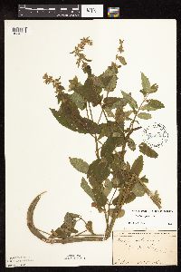 Stachys hispida image
