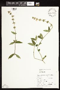 Stachys hispida image