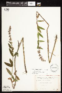 Stachys hispida image
