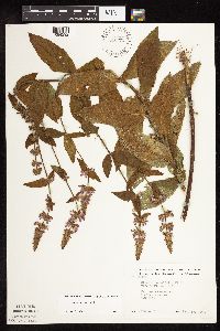Stachys hispida image