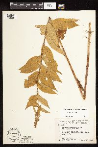 Stachys hispida image