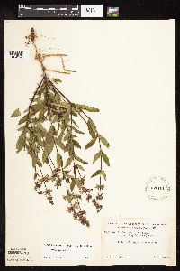 Stachys hispida image