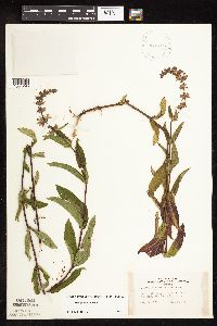 Stachys hispida image