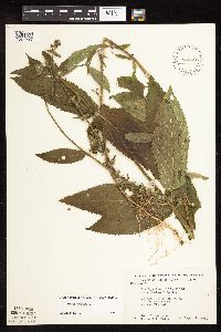 Stachys hispida image