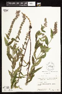 Stachys hispida image