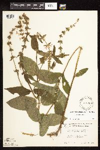 Stachys hispida image