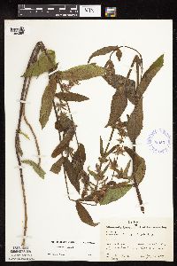 Stachys hispida image