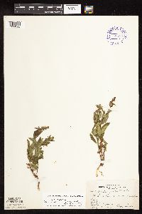 Stachys hispida image