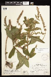 Stachys hispida image