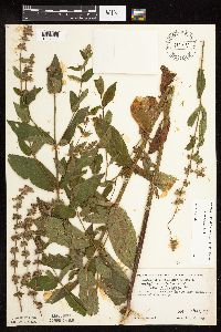 Stachys hispida image