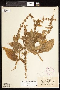 Stachys hispida image