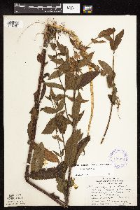 Stachys hispida image
