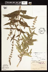 Stachys hispida image