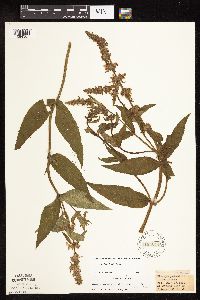 Stachys hispida image